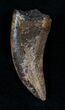 Nanotyrannus Tooth - Montana #13927-1